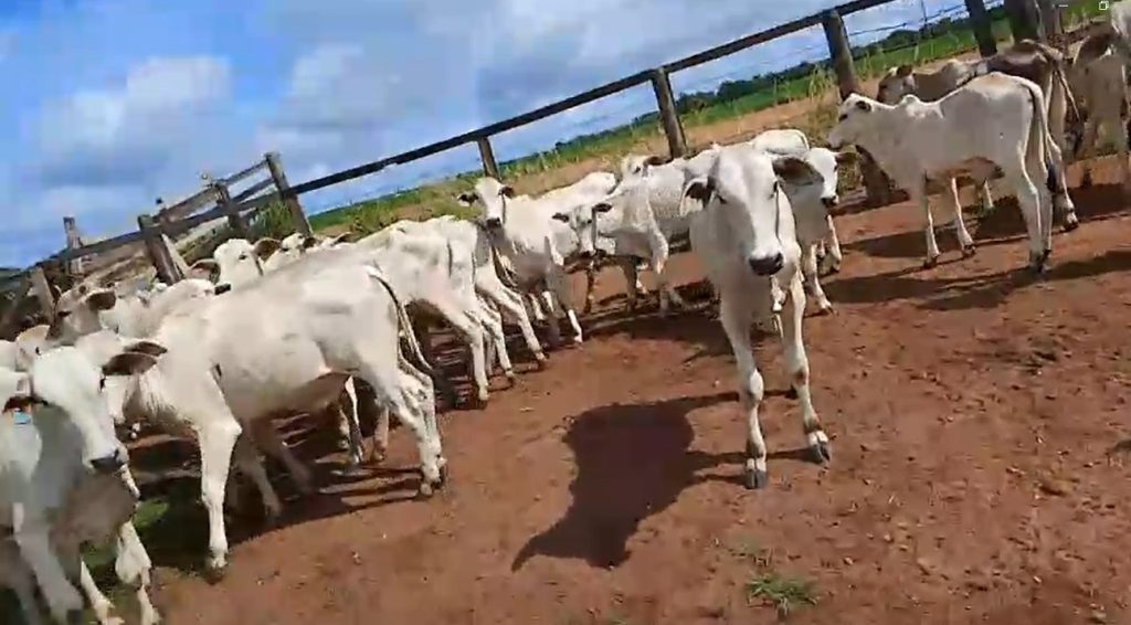 Criminosos invadem fazenda, rendem vaqueiro e roubam 57 bezerros; prejuízo é de R$ 140 mil