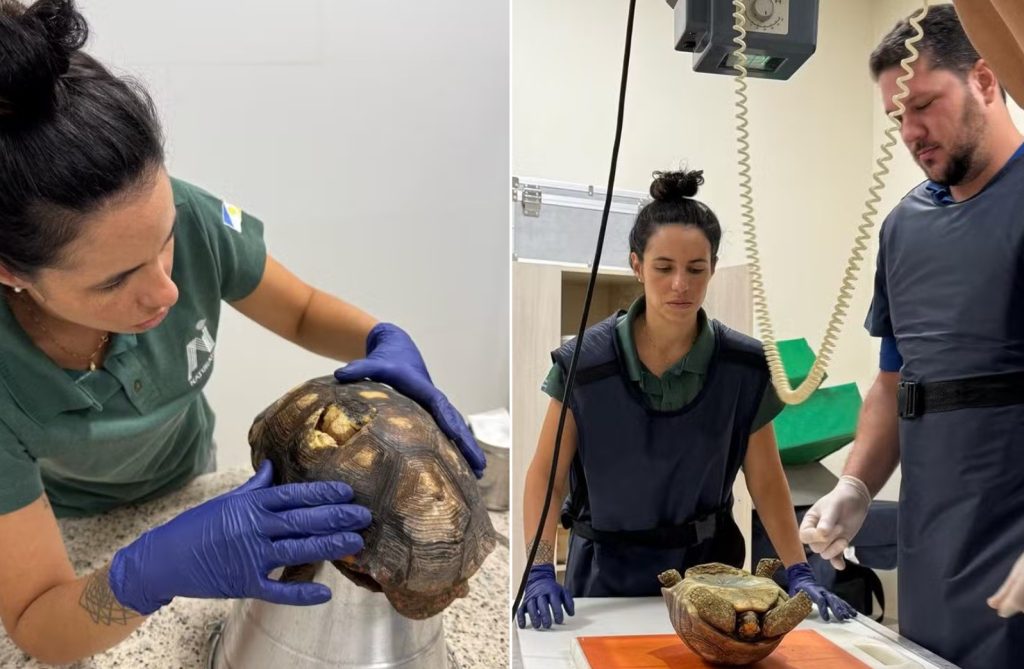 Jabuti encontrado embaixo de piso de casa tem casco restaurado e é batizado de Donatello por veterinários