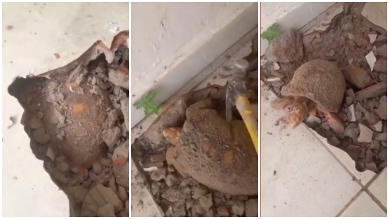 Jabuti encontrado após passar anos embaixo do piso de casa é levado para reabilitação em Centro de Fauna