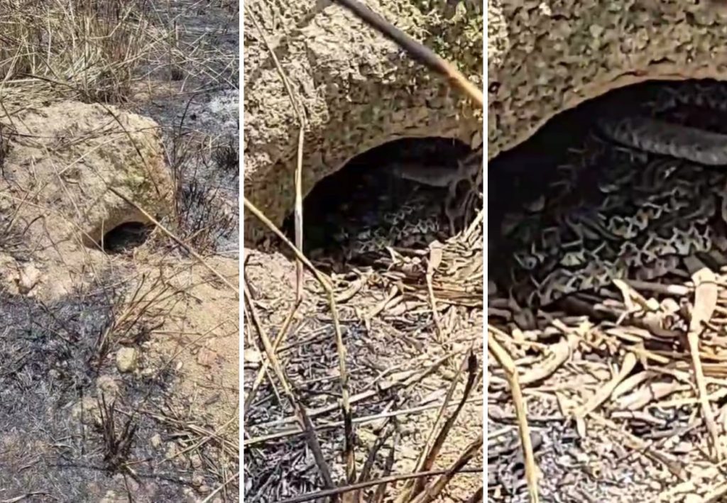 Ninho de cascavel encontrado no TO tinha 14 filhotes: ‘Nascem formados e têm veneno’, diz veterinária